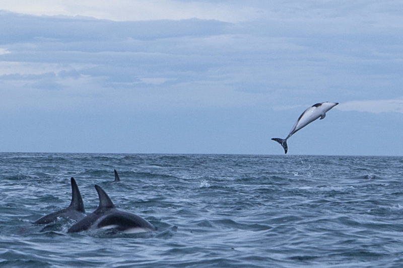 Dolphins-02