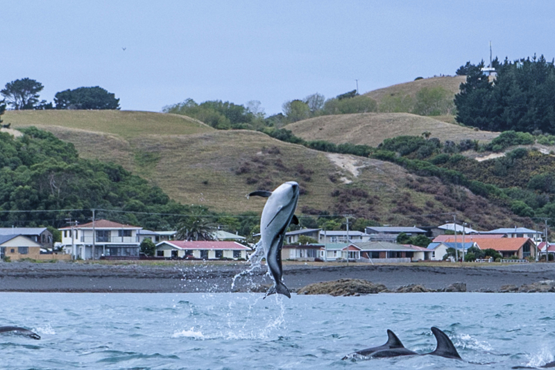Dolphins-04