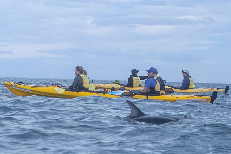 Dolphins-05