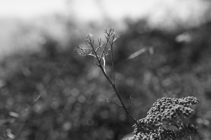 _MG_9244