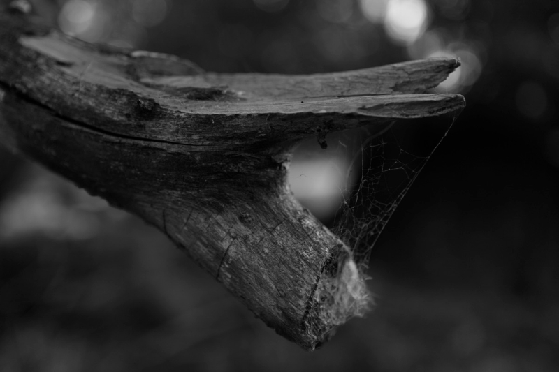 _MG_9606