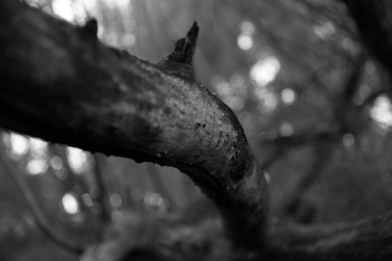 _MG_9607