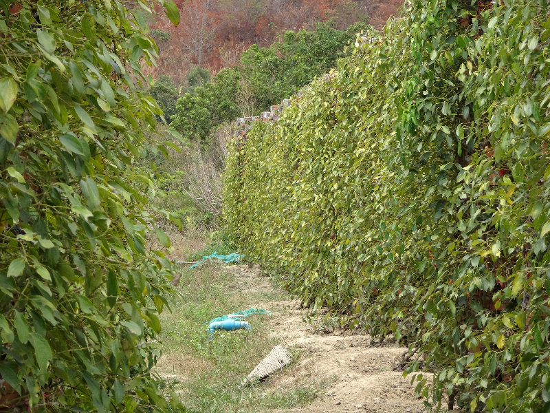 DSC05063
